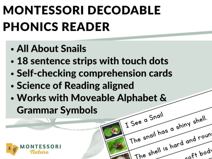 All About Snails Decodable Phonics Reader Comprehension - Image 2