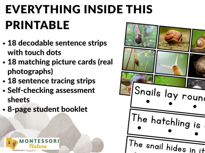 All About Snails Decodable Phonics Reader Comprehension - Image 3
