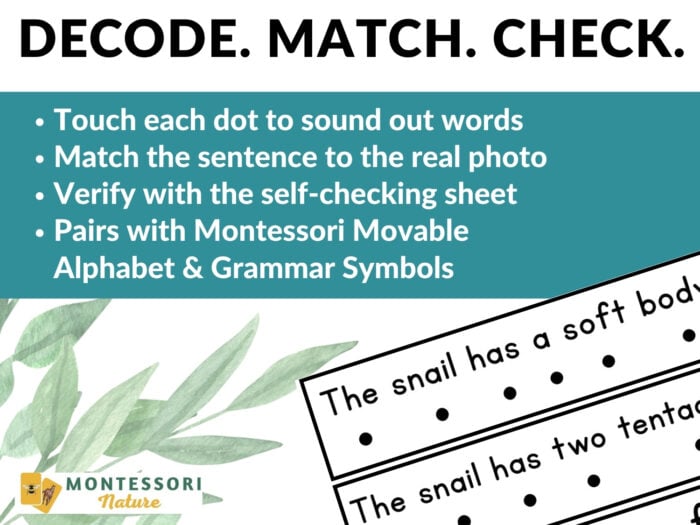 All About Snails Decodable Phonics Reader Comprehension - Image 4