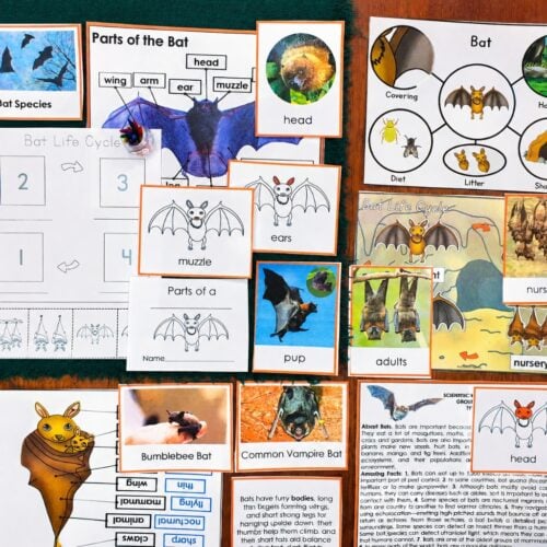 Parts of a Bat Life Cycle Activities