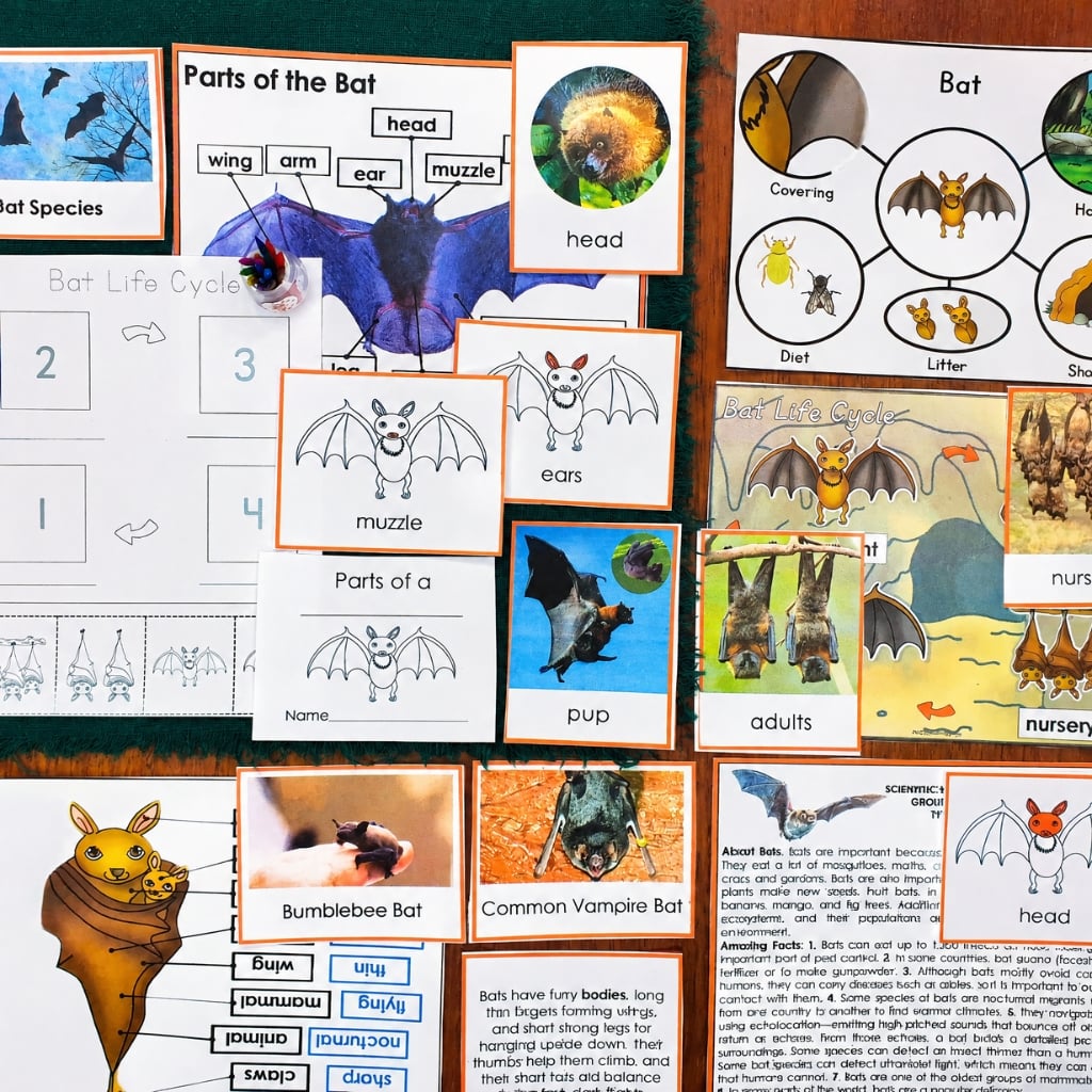 Parts of a Bat Life Cycle Activities