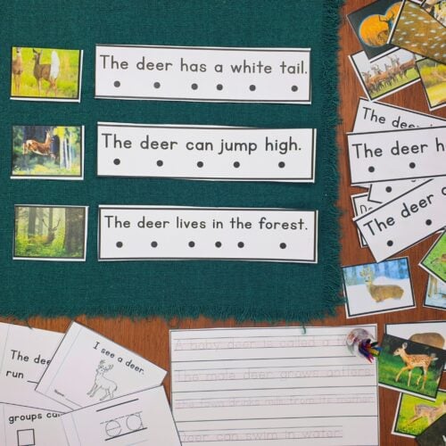 All About Deer Decodable Phonics Reader Comprehension