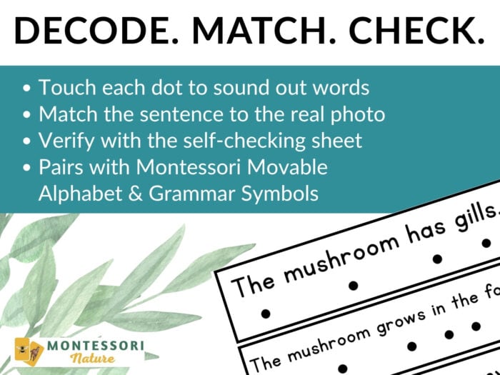 Mushrooms Decodable Phonics Reader Comprehension - Image 5