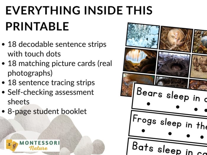 Winter Animals: Hibernation, Migration & Adaptation Phonics Reader - Image 4