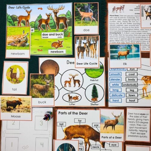 Parts of a Deer Life Cycle Activities