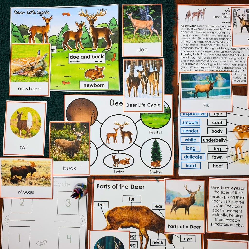 Parts of a Deer Life Cycle Activities featuring educational flashcards, a life cycle diagram, and fact sheets with deer photos and descriptive text. Montessori Nature Printable