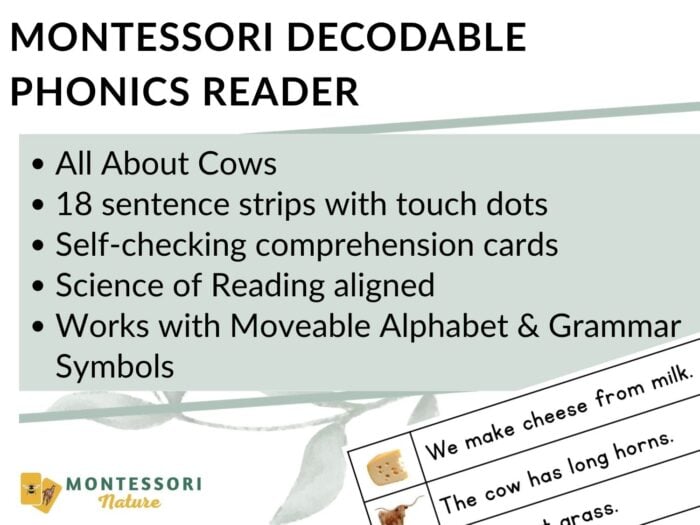 All About Cows Decodable Phonics Reader Comprehension - Image 2