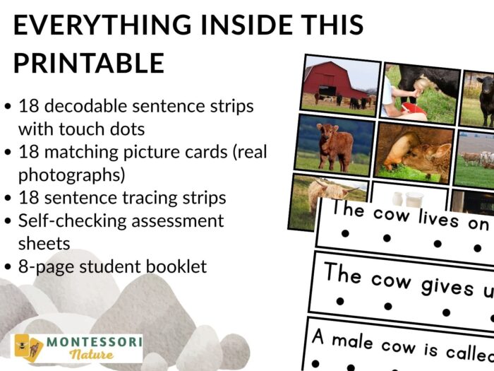 All About Cows Decodable Phonics Reader Comprehension - Image 3
