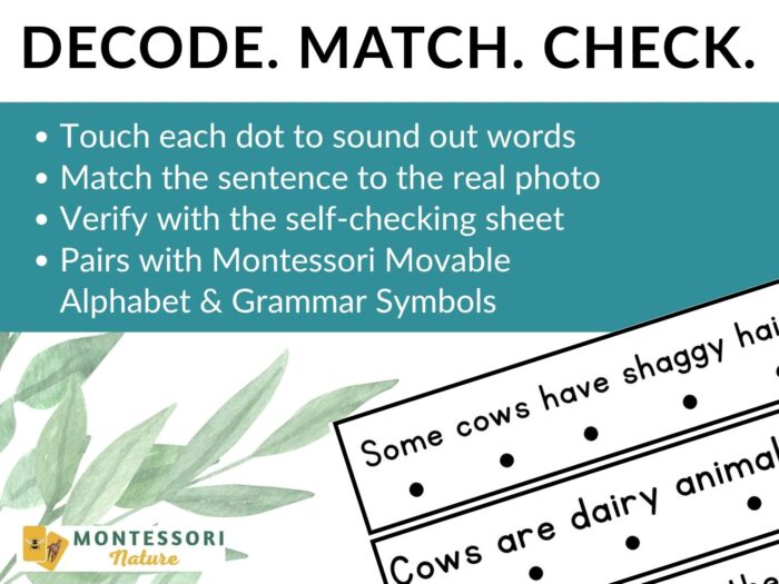 All About Cows Decodable Phonics Reader Comprehension - Image 4