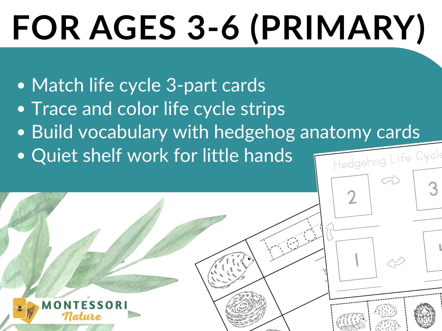 Parts of a Hedgehog Life Cycle Activities