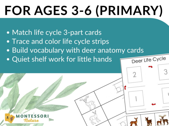 Parts of a Deer Life Cycle Activities - Image 7