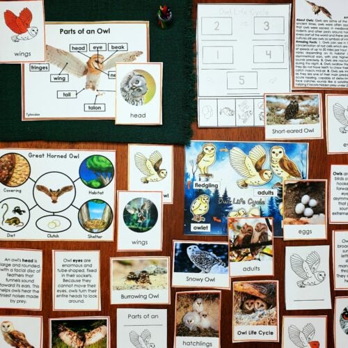 Parts of an Owl Life Cycle Activities