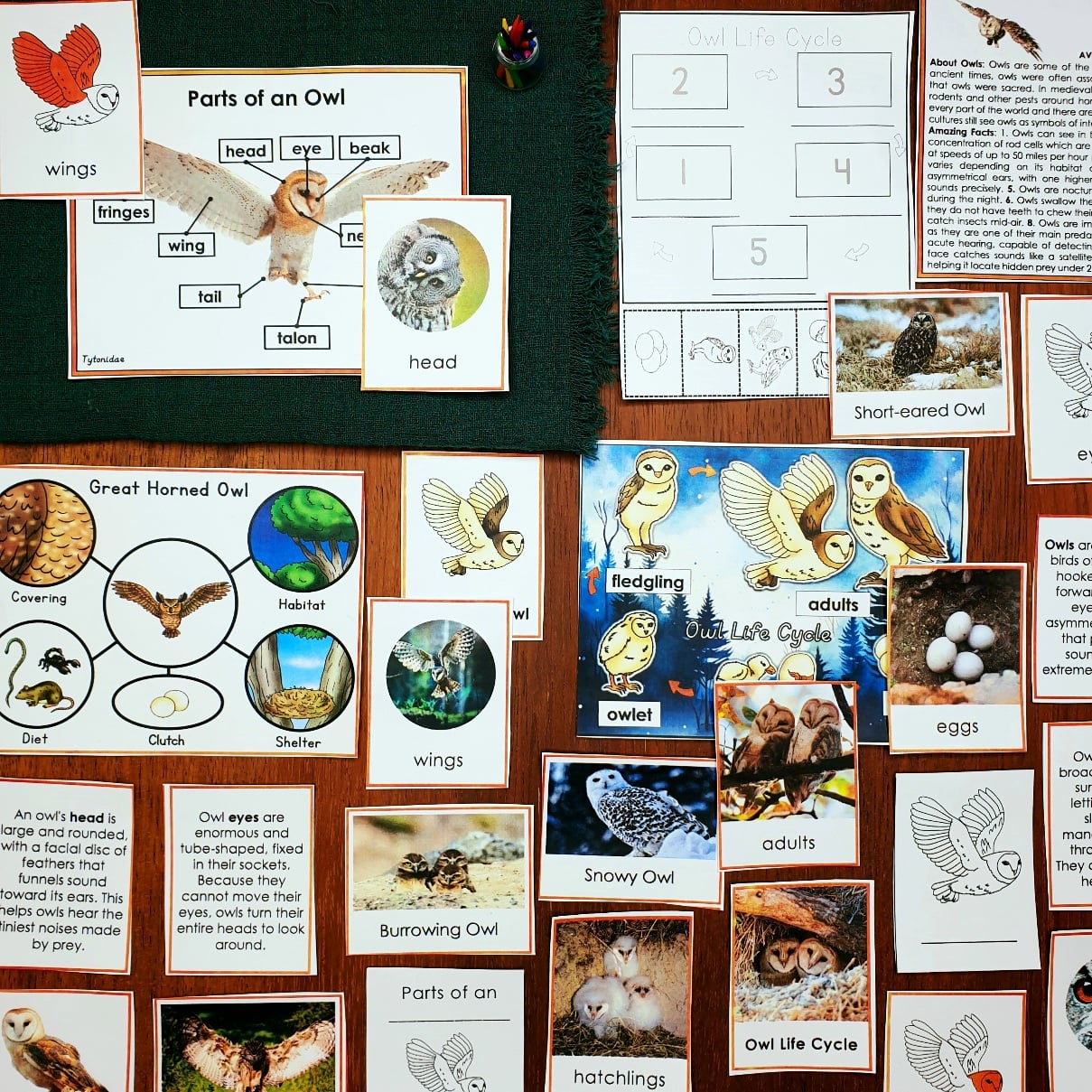 Parts of an Owl Life Cycle Activities
