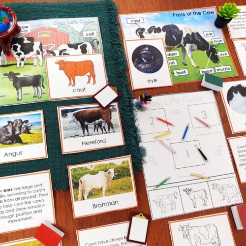 Parts of a Cow Life Cycle Activities