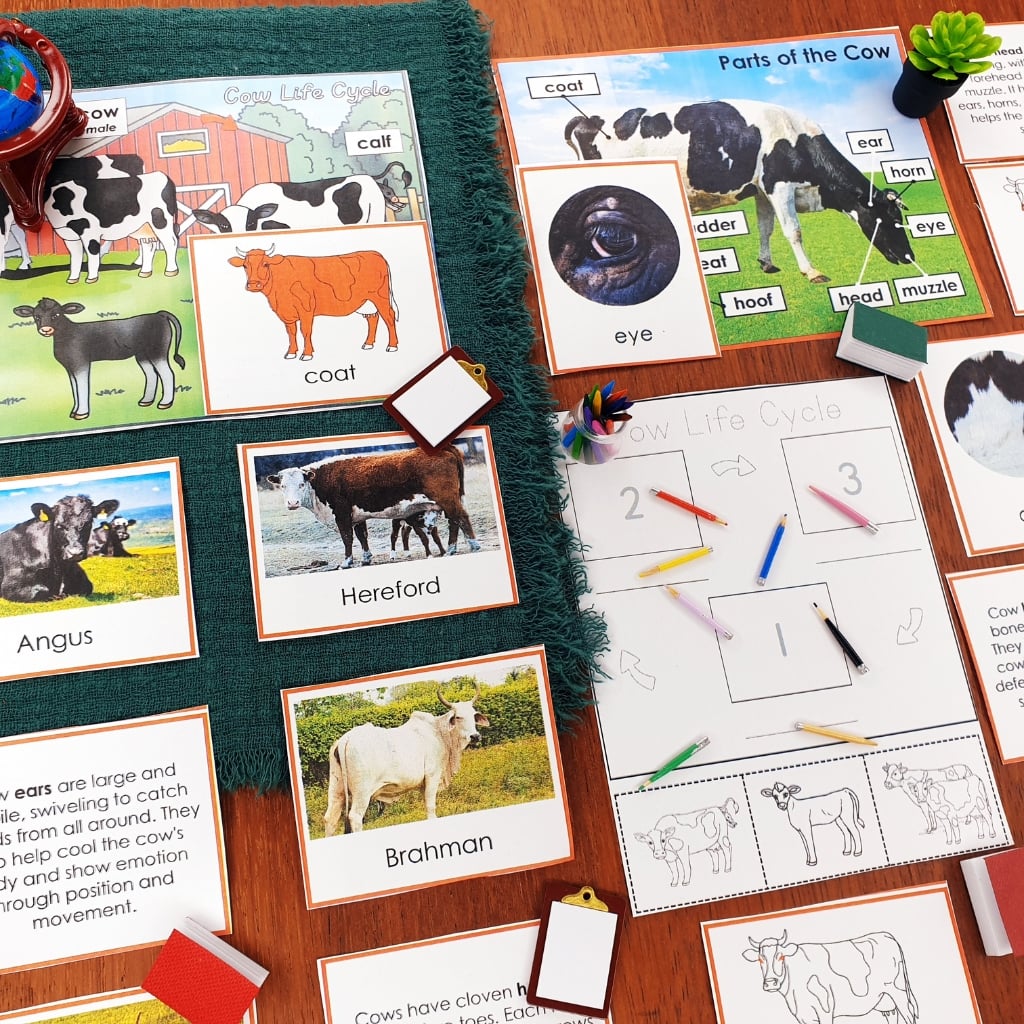 Parts of a Cow Life Cycle Activities