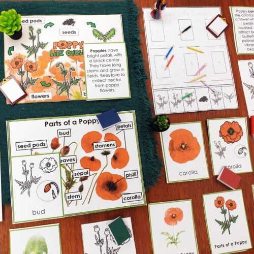 Parts of a Poppy Flower Life Cycle Activities