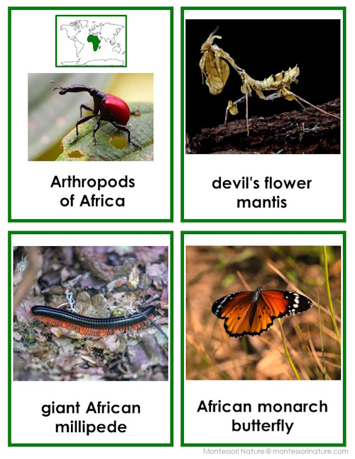 Discover 45 Animals Of Africa: 3 Part Cards & Facts—featuring labeled images like a red beetle, brown mantis, black-and-orange millipede, and orange-and-black butterfly—ideal for 3 part cards or sharing amazing animal facts. Montessori Nature Printables
