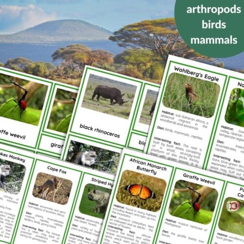 45 Animals Of Africa: 3 Part Cards & Facts