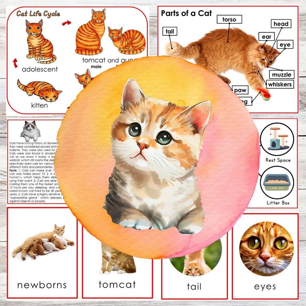A collage featuring cat life cycle diagrams, labeled cat anatomy, newborn kittens, a close-up of cat eyes, and a central watercolor illustration of an orange kittenโa perfect addition to any Premium Membership Hub collection. Montessori Nature