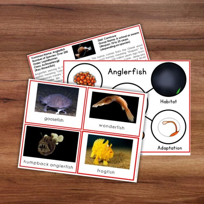 Parts of an Anglerfish Types and Life Cycle - Image 2