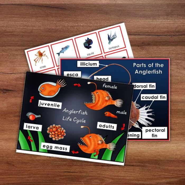 Parts of an Anglerfish Types and Life Cycle - Image 3