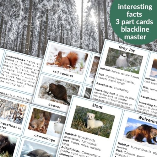 Animal Behavior: Adaptation is a set of educational 3-part cards featuring animal adaptations and winter behavior, shown on a snowy forest background with evergreen trees. Montessori Nature Printables