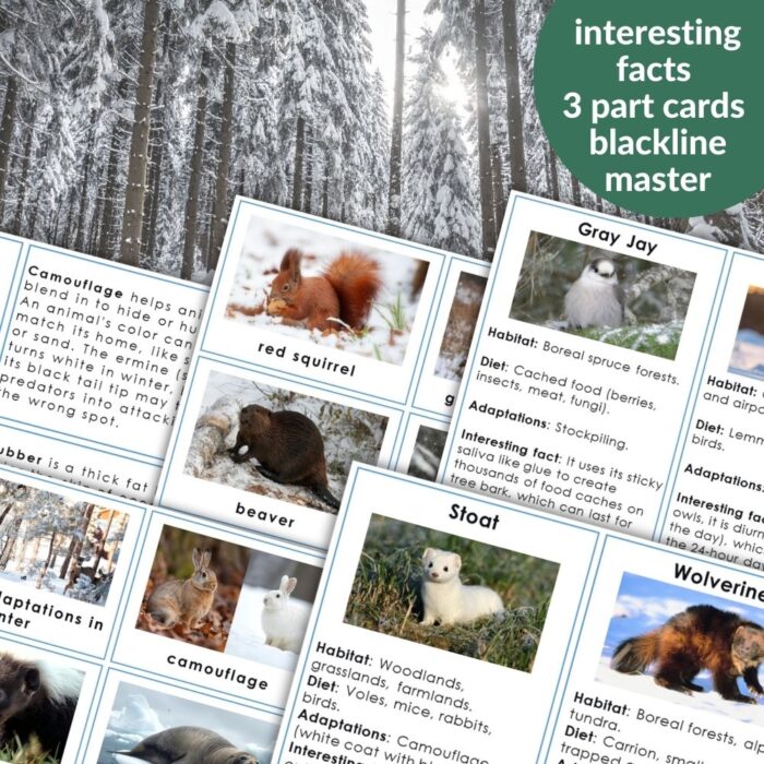 Animal Behavior: Adaptation is a set of educational 3-part cards featuring animal adaptations and winter behavior, shown on a snowy forest background with evergreen trees. Montessori Nature Printables