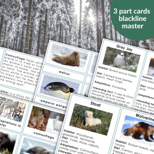 Animal Behavior: Adaptation is a set of educational 3-part cards featuring animal adaptations and winter behavior, shown on a snowy forest background with evergreen trees. Montessori Nature Printables