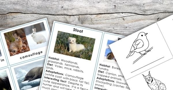 Three animal-themed educational worksheets featuring photos, illustrations, facts about animal habitats, diets, survival strategies like winter animal adaptations, and a coloring activity on a wooden surface. Montessori Nature Printables
