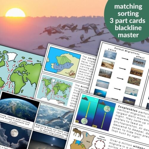 Animal Behavior Migration is a set of educational cards featuring maps, diagrams, photos, and text on animal migration and behavior, displayed against a sunset background with flying birds. Montessori Nature Printables