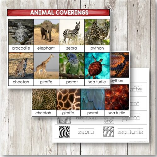 The Animal Coverings: 3-Part Cards Blackline Master features images of a crocodile, elephant, zebra, python, cheetah, giraffe, parrot, and sea turtle to highlight their coverings—ideal for classroom activities or 3-part card lessons. Montessori Nature Printables