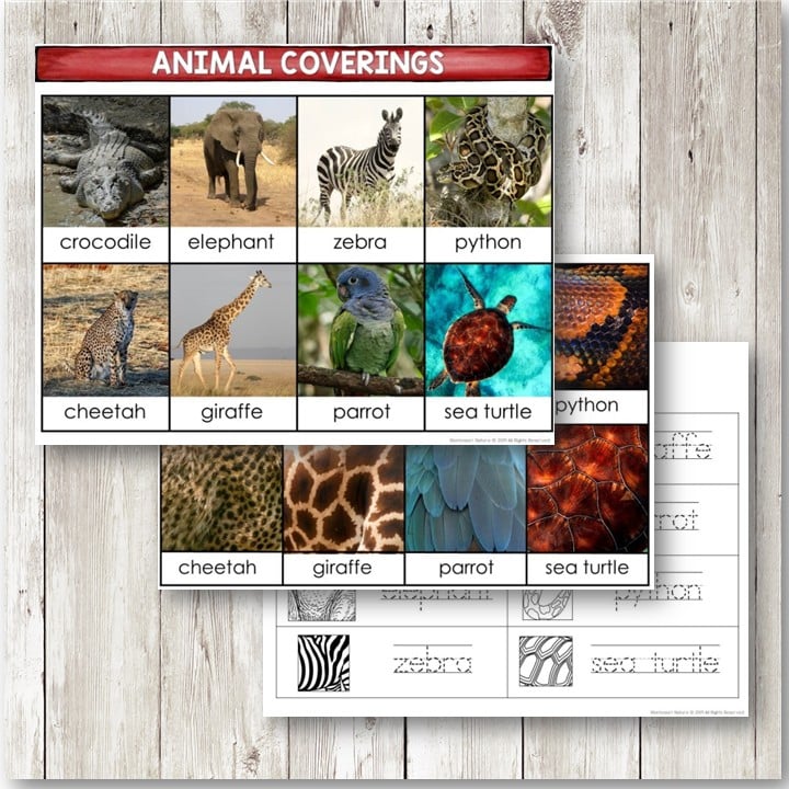 The Animal Coverings: 3-Part Cards Blackline Master features images of a crocodile, elephant, zebra, python, cheetah, giraffe, parrot, and sea turtle to highlight their coverings—ideal for classroom activities or 3-part card lessons. Montessori Nature Printables