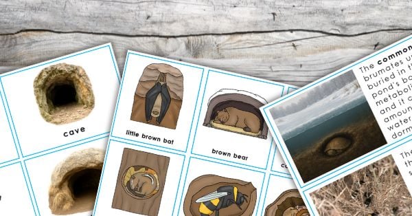 Several educational flashcards showing illustrations of animal habitats and hibernating animals, such as bats and bears, are spread out on a wooden surface—perfect for learning activities about animal winter behavior. Montessori Nature Printables