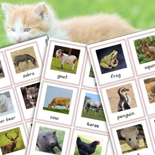 Animal Vocabulary Cards for Preschool