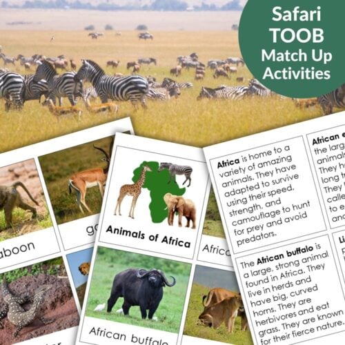 A group of zebras and wildebeests graze on the savanna; in the foreground are Animals of Africa: Safari TOOB Compatible 3 Part Cards & Facts featuring fascinating animal facts. Montessori Nature Printables