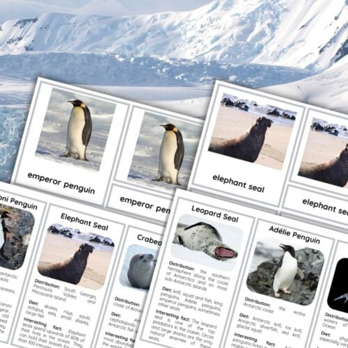 15 Animals of Antarctica: 3 Part Cards & Facts