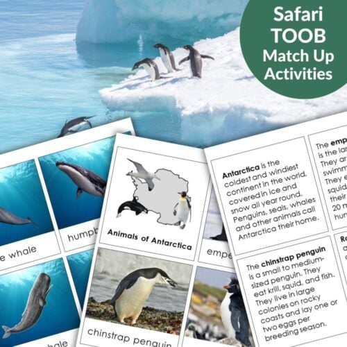 Animals of Antarctica: Safari TOOB Compatible 3 Part Cards & Facts includes educational activity sheets on Antarctica animals like penguins and whales, featuring facts, three-part cards, and a photo of penguins on an iceberg. Montessori Nature Printables