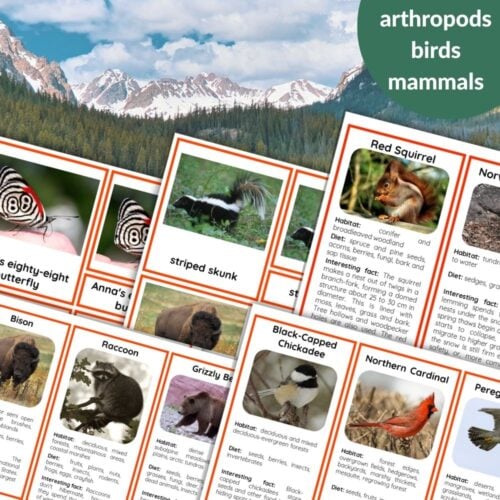 45 Animals Of North America: 3 Part Cards & Facts