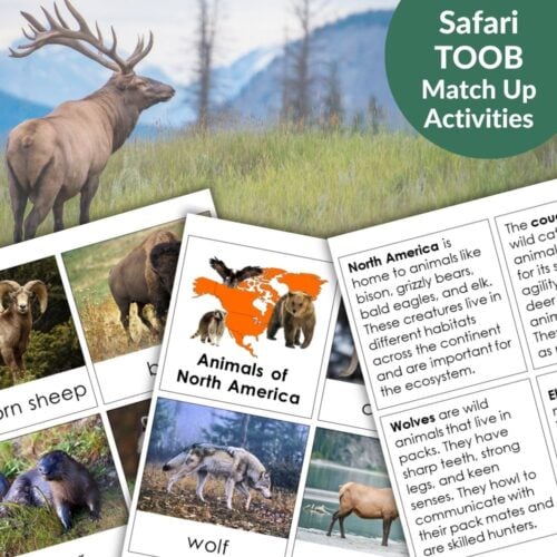 Animals of North America: Safari TOOB Compatible 3 Part Cards & Facts set features animal fact cards, vivid images like an elk in a grassy field, and covers species such as bighorn sheep and wolf, making learning about North American wildlife engaging. Montessori Nature Printables