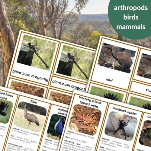 45 Animals of Australia and Oceania: 3 Part Cards & Facts