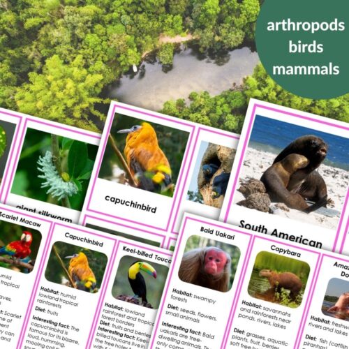 The "45 Animals Of South America: 3 Part Cards & Facts" set includes collage flashcards with photos and facts about arthropods, birds, and mammals, displayed against a waterfall background with green circle category labels. Montessori Nature Printables