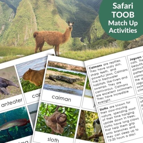 A llama stands in a grassy mountain landscape above “Animals of South America: Safari TOOB Compatible 3 Part Cards & Facts,” which feature animal names, images, and facts for educational activities. Montessori Nature Printables