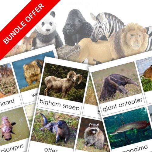 Animals of the Continents: Safari TOOB Compatible 3 Part Cards & Facts Bundle—features educational cards with photos/illustrations of animals like the panda, zebra, lion & bighorn sheep, plus a red "BUNDLE OFFER" banner. Montessori Nature Printables