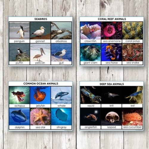 Discover marine life with Oceans of the World 3 Part Cards—36 educational sorting cards featuring seabirds, coral reef animals, common ocean animals, and deep sea creatures for an engaging learning activity. Montessori Nature Printables