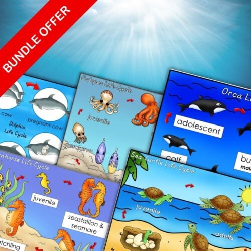 A vibrant collage showcases the Ocean Animals Life Cycle Anatomy: Facts 3 Part Cards Worksheets Bundle, featuring dolphins, octopuses, orcas, seahorses, and sea turtles. Each diagram includes anatomy highlights and a bold red “Bundle Offer” banner. Montessori Nature Printables