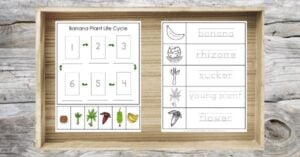 Wooden tray with a Banana Life Cycle activity, featuring numbered sequence boxes and labeled illustrations of banana, rhizome, sucker, young plant, and flower—perfect for hands-on learning activities. Free printable included.