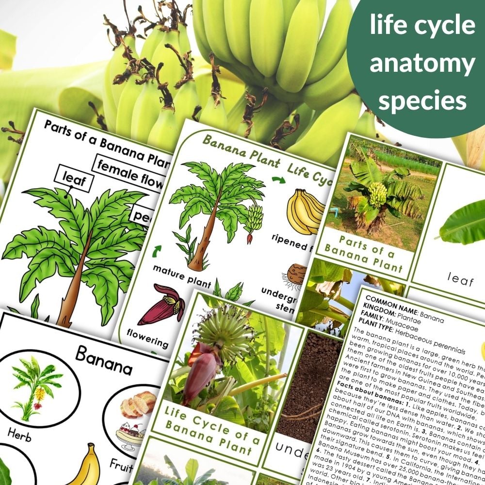 Parts of a Banana Plant Life Cycle Activities: Educational materials featuring detailed illustrations and descriptions on the banana plant’s parts, life cycle stages, and species facts. Montessori Nature Printables