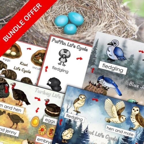 Bird Bundle: Life Cycle & Anatomy Learning Activities