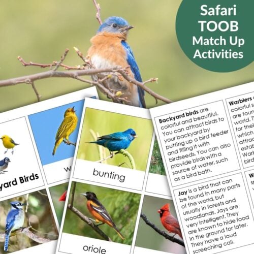 Backyard Birds: Safari TOOB Compatible 3 Part Cards & Facts