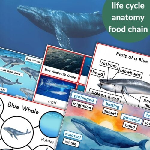 Parts of a Blue Whale Life Cycle Activities